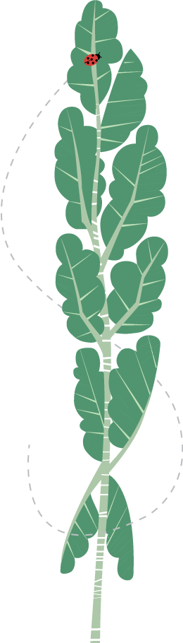 Logo Sardinha da Ribeira